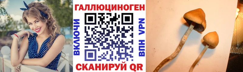 Псилоцибиновые грибы прущие грибы  Новоржев 